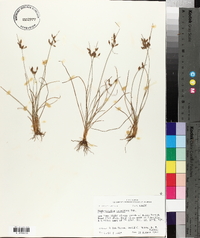 Fimbristylis tomentosa image