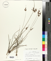 Fimbristylis tomentosa image