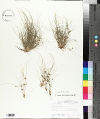 Fimbristylis vahlii image