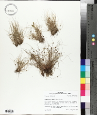 Fimbristylis vahlii image