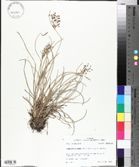 Fimbristylis annua image