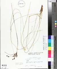 Fimbristylis castanea image