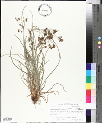 Fimbristylis dichotoma image