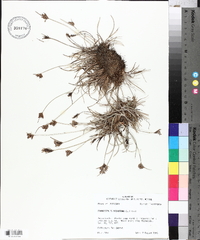 Fimbristylis dichotoma image