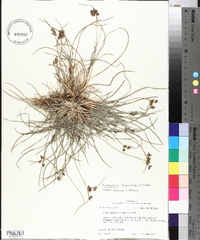 Fimbristylis dichotoma image