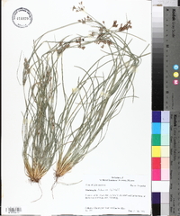 Fimbristylis dichotoma image