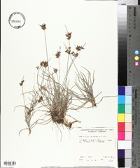 Fimbristylis dichotoma image