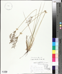 Fimbristylis miliacea image