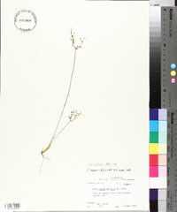 Fimbristylis miliacea image