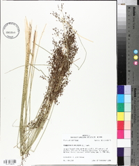Fimbristylis miliacea image