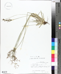 Fimbristylis miliacea image