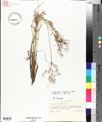 Fimbristylis miliacea image