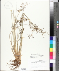 Fimbristylis miliacea image