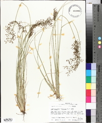 Fimbristylis miliacea image