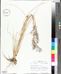 Fimbristylis miliacea image