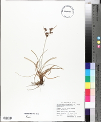 Fimbristylis dichotoma image