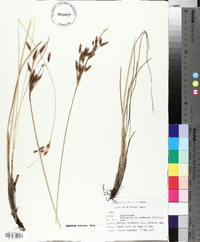 Fimbristylis castanea image