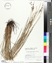 Fimbristylis castanea image