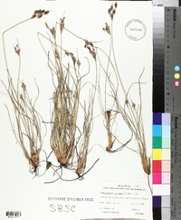 Fimbristylis castanea image