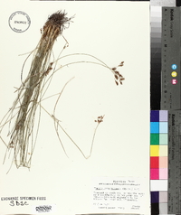 Fimbristylis puberula image