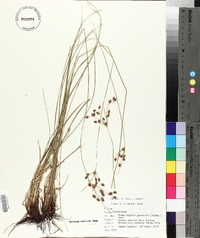 Fimbristylis puberula image