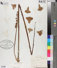 Erythrina herbacea image