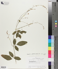 Desmodium glabellum image