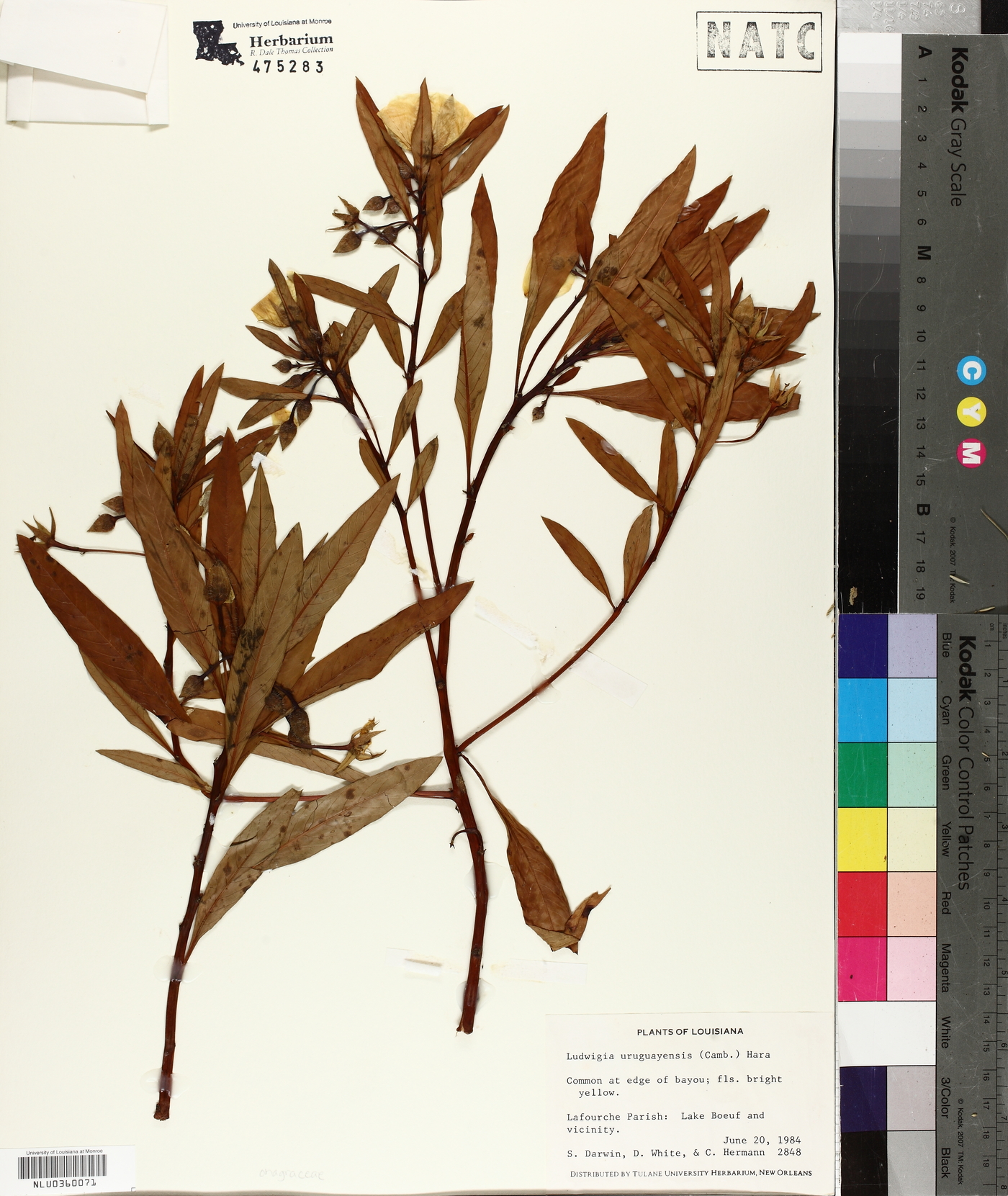 Ludwigia grandiflora image