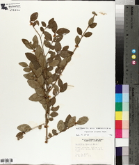 Ligustrum sinense image