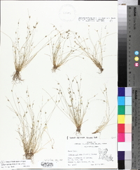 Isolepis carinata image