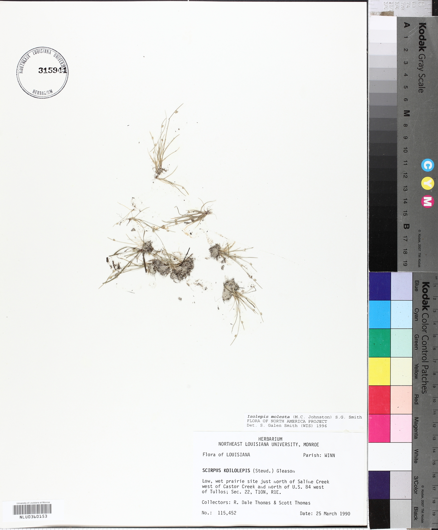 Isolepis molesta image