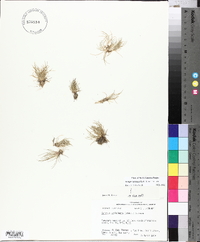 Isolepis carinata image