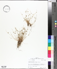 Isolepis carinata image