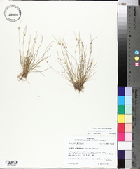 Isolepis carinata image