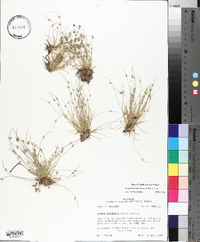 Isolepis carinata image