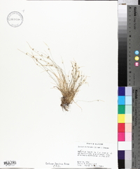 Isolepis carinata image