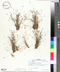 Isolepis carinata image