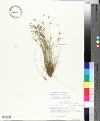 Isolepis carinata image