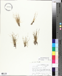 Isolepis carinata image