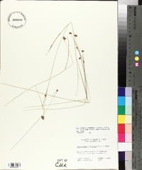 Rhynchospora globularis var. pinetorum image