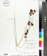 Rhynchospora glomerata image