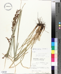 Rhynchospora caduca image