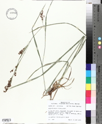 Rhynchospora caduca image