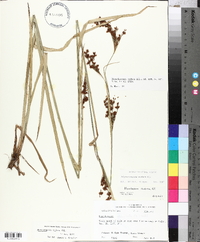 Rhynchospora caduca image