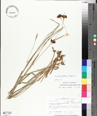 Rhynchospora ciliaris image