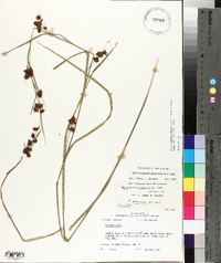 Rhynchospora glomerata image