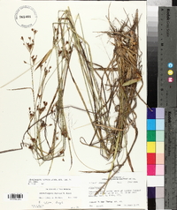 Rhynchospora harveyi image