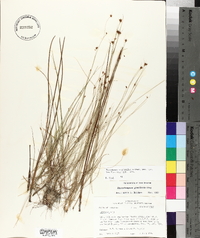 Rhynchospora gracilenta image