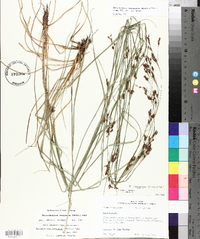 Rhynchospora inexpansa image