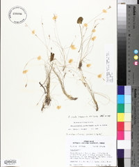 Rhynchospora pusilla image